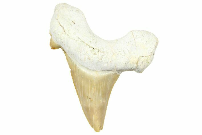 Fossil Shark Tooth (Otodus) - Morocco #353512